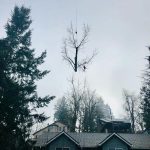 tree removal
